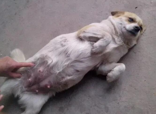 狗狗临死前的表现有腹腔变大吗 狗狗临死前的表现有腹腔变大吗