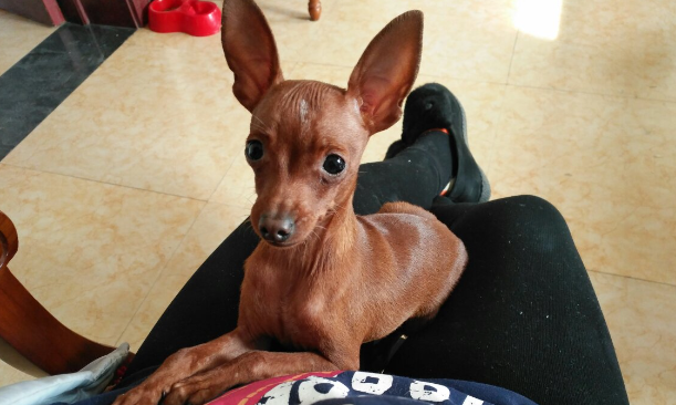 小鹿犬什么时候换牙啊？想养的铲屎官可以看一下