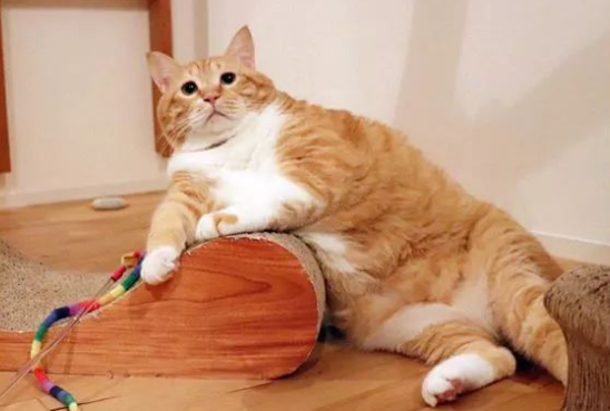 橘猫为什么会吐口水呢?原来是这样 橘猫为什么会吐口水呢?原来是这样