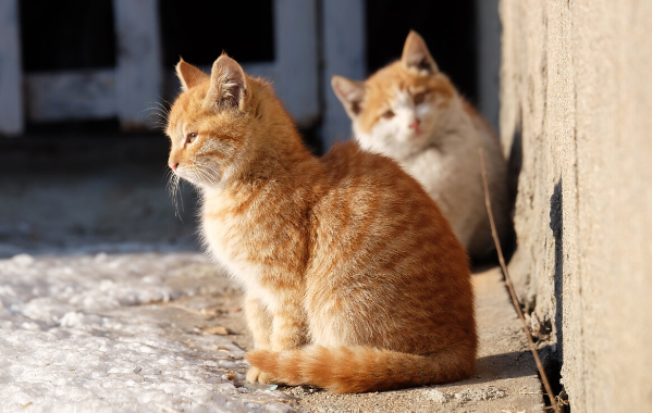 流浪猫一直在家门口叫怎么办?了解一下吧 流浪猫一直在家门口叫怎么办?了解一下吧