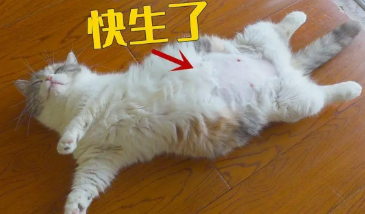 孕猫找不到产窝不生吗 孕猫找不到产窝不生吗