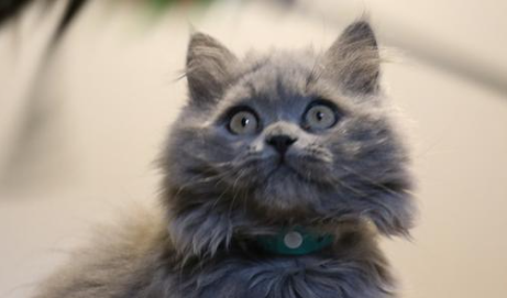 猫咪为什么老是吐奶怎么回事