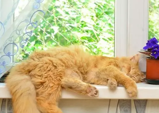 猫咪老是去窗台睡觉为什么呢