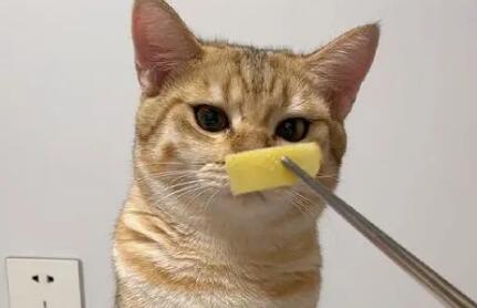 猫咪为什么不吃生姜啊 猫咪为什么不吃生姜啊