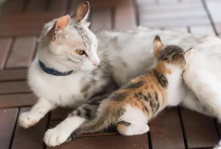 母猫叼着小猫来我家好吗