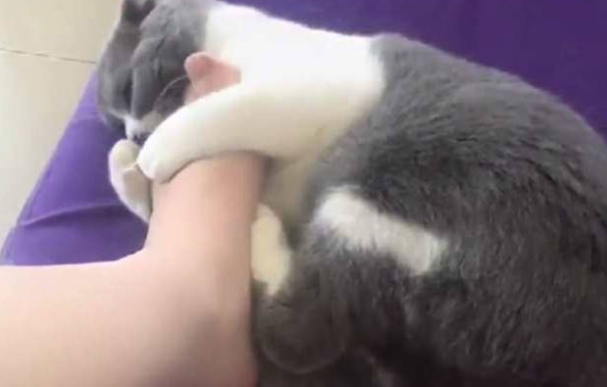 猫咪为什么半夜踩主人脚呢 猫咪为什么半夜踩主人脚呢
