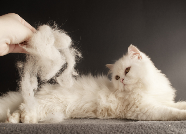 猫掉毛严重一摸一把