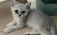 银渐层猫掉毛太厉害了怎么办
