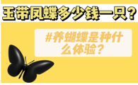 玉带凤蝶多少钱一只？有没有想养蝴蝶的？