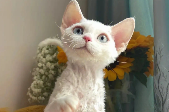德文卷毛猫智商等于人的几岁 德文卷毛猫智商等于人的几岁