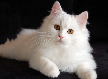 养狮子猫的弊端