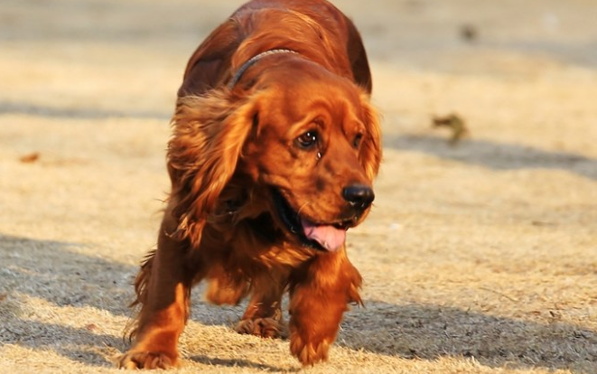 田野小猎犬随行怎么训练？主人须知。