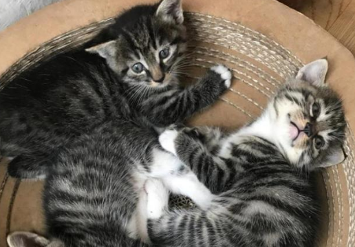 狸花猫怎么看公母？有人知道吗？