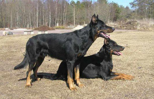 法国狼犬怎么洗澡？看看这些小技巧吧
