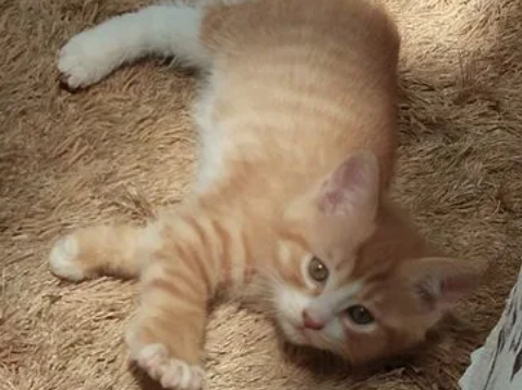 一个月的土猫怎么养?怎么养才好? 一个月的土猫怎么养?怎么养才好?