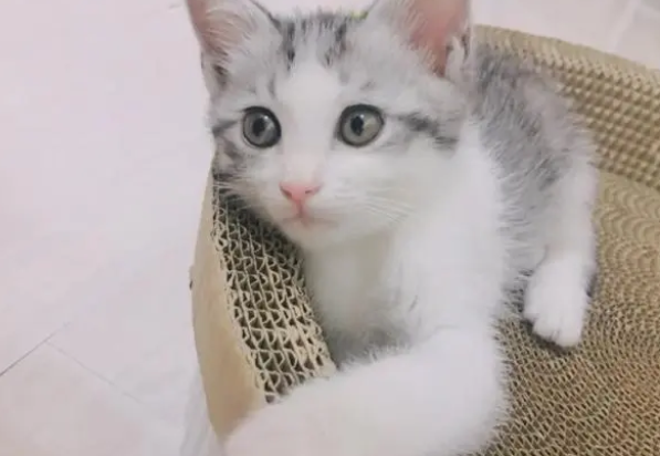 猫吃鱼油可以整个吃吗