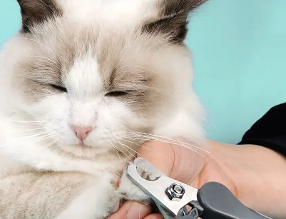 猫剪到血线出血怎么办