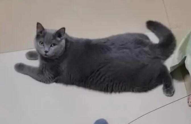 新手养蓝猫注意事项,想必你也不知道! 新手养蓝猫注意事项,想必你也不知道!