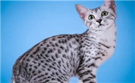 埃及猫怎么看纯不纯