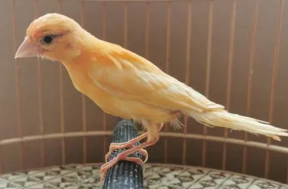 玉鸟多久喂一次蛋黄