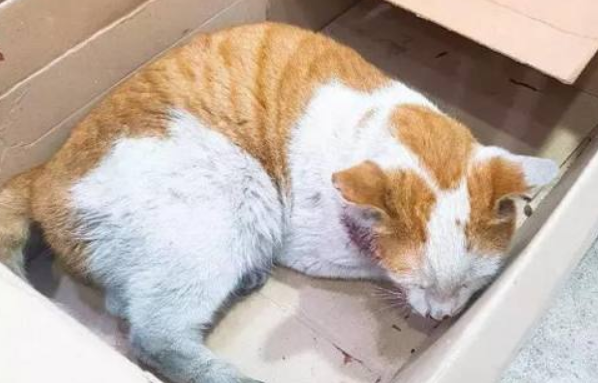 猫咪误食老鼠药怎么催吐出来