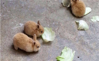 养肉兔的利润和前景如何