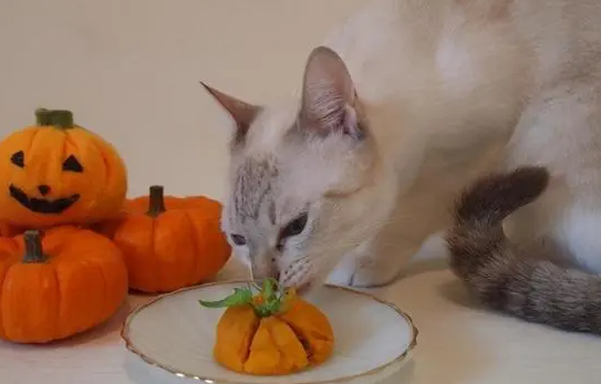 猫最爱吃的10种食物水果 猫最爱吃的10种食物水果