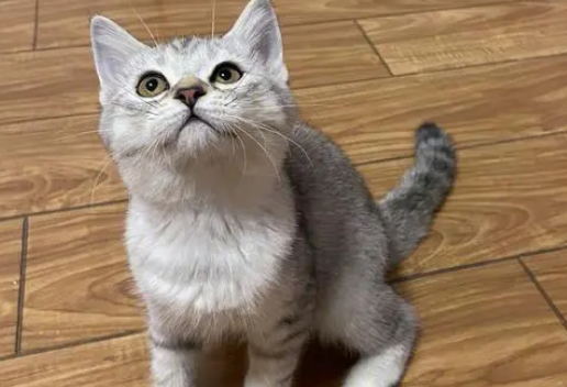 虎斑银渐层是什么品种猫图片