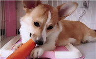 狗狗吃什么可以美毛亮毛呢