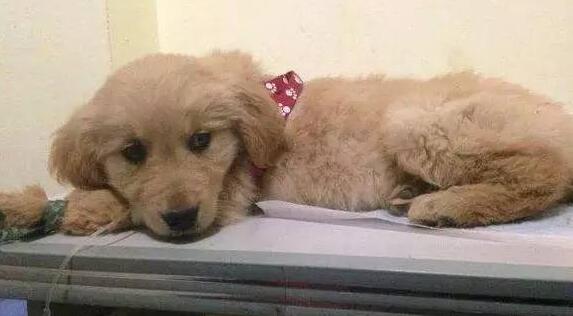 狗得了狗瘟还有救吗 狗得了狗瘟还有救吗