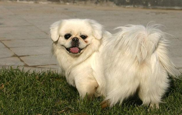 京巴犬吃什么毛发更好？看了你就知道！