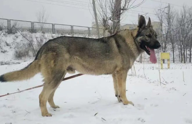 纯种狼青犬的特征 纯种狼青犬的特征