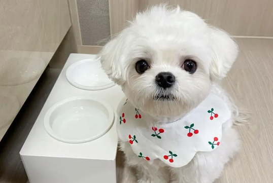 迷你型马尔济斯犬吃啥美毛?毛发如何保养? 迷你型马尔济斯犬吃啥美毛?毛发如何保养?