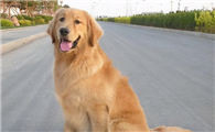 附近哪里有金毛幼犬卖
