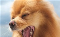 犬窝咳第几天最严重