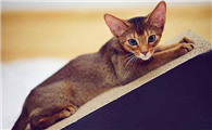 埃及猫中国可以养吗