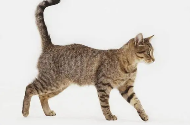 猫咪走路拖着走是为什么