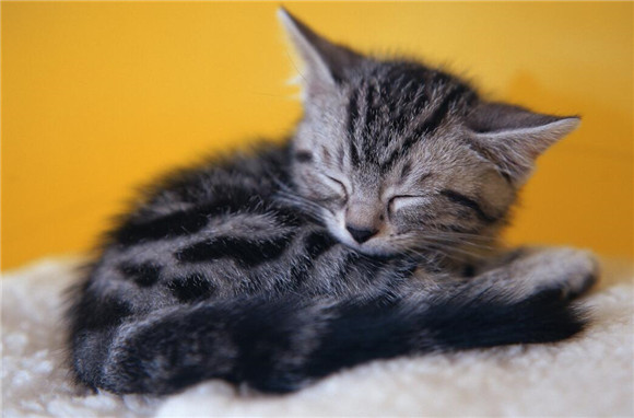 猫咪为什么不能过生日送人呢
