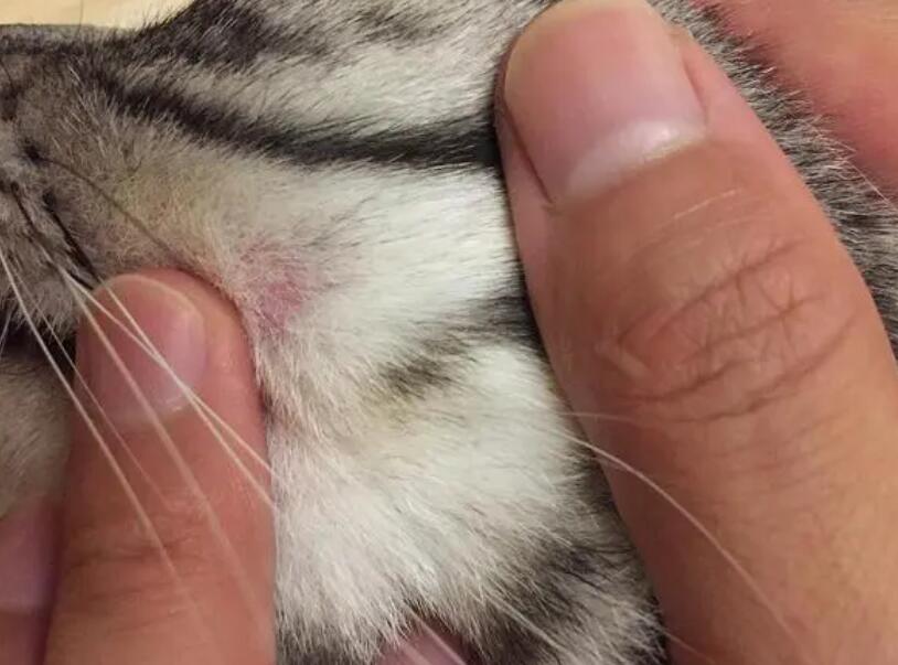 猫瘟初期最明显的症状