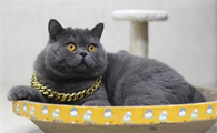 蓝猫为什么颜色越来越浅？想知道原因吗？