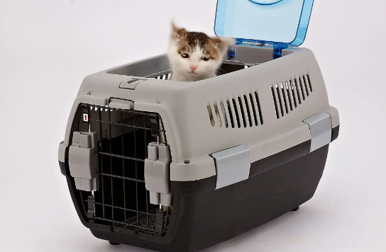 航空箱里面需要放猫砂吗
