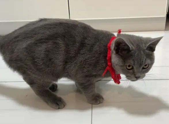 蓝猫身上有暗纹是怎么回事?来这里get下吧 蓝猫身上有暗纹是怎么回事?来这里get下吧