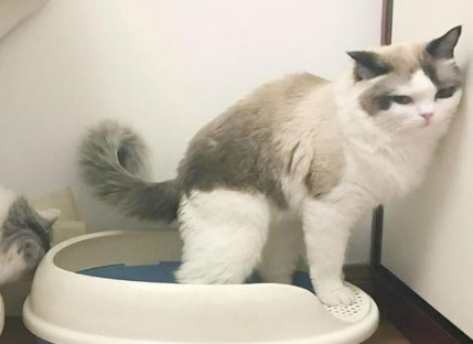 猫咪总是把猫砂刨开尿在盆底