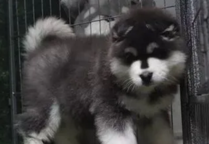阿拉斯加能承受多少℃？快来看看吧