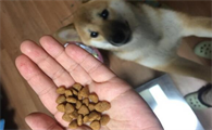 刚满月的柴犬吃多少狗粮