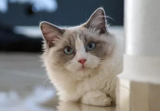 猫咪为什么看不见主人就叫
