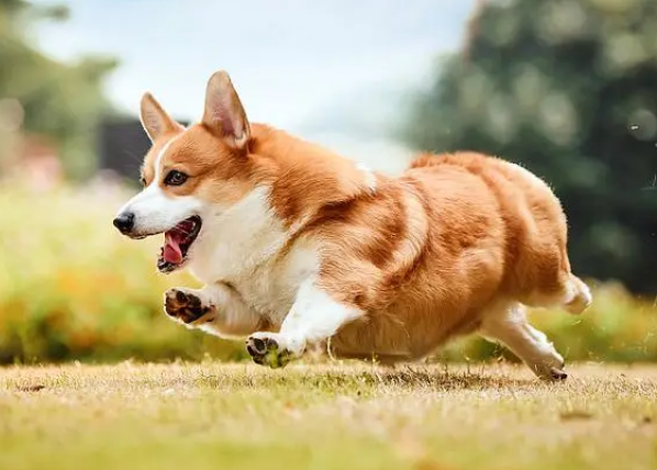 柯基犬的优缺点及性格