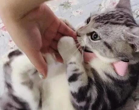 猫咪为什么会互相抓咬人呢 猫咪为什么会互相抓咬人呢