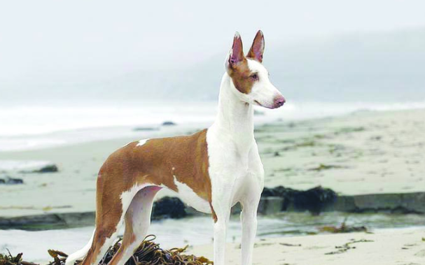 伊比赞猎犬怎么美容呢?方法如下 伊比赞猎犬怎么美容呢?方法如下