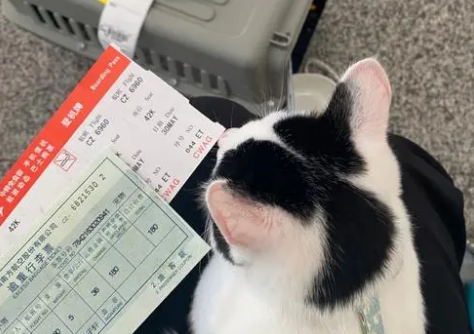 猫咪没有疫苗证怎么托运回家